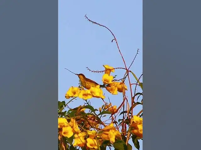 Video thumbnail for Small Green Bird on Flower 7  #birdparenting #birdwatching #birdslover #birdspotting #trending