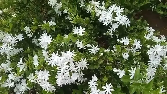 Video thumbnail for Morning bloom Jasmine flowers in my garden