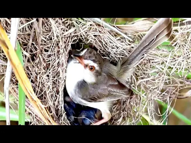 Video thumbnail for Tiny Birds, Big Appetites: Rice Sparrow Family Life