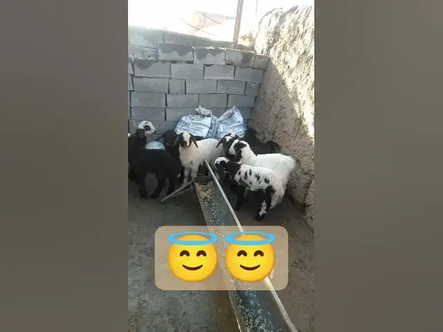 Video thumbnail for animal