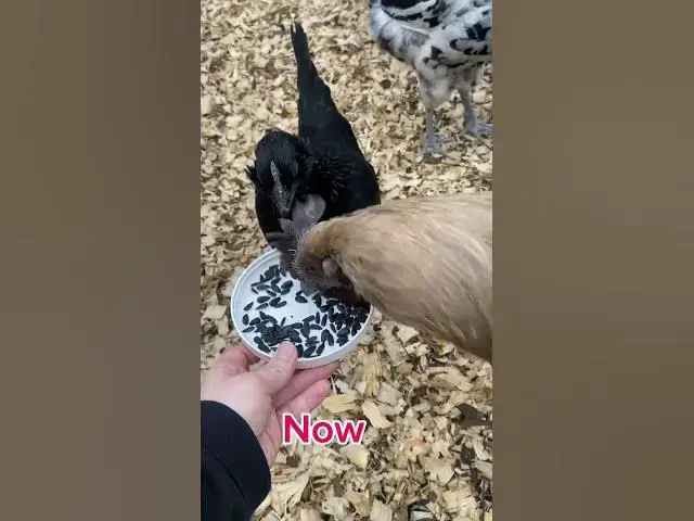 Video thumbnail for It’s just fun watching them lol #Chickens #Rooster #RaisingChickens #ChickenFarming #ChickenFarmers