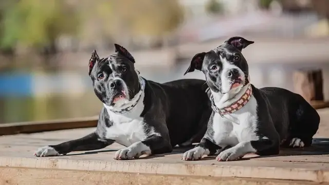 Video thumbnail for Is a Staffy a Good Family Dog?