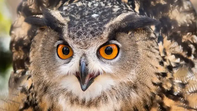 Video thumbnail for 55 Fun Facts About Owls (Part 2)