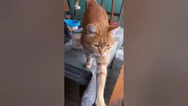 Video thumbnail for Are Ginger Cats The Most Intelligent?