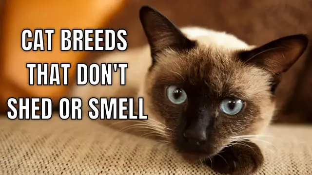 Video thumbnail for 10 Cat Breeds That Don't Smell Or Shed
