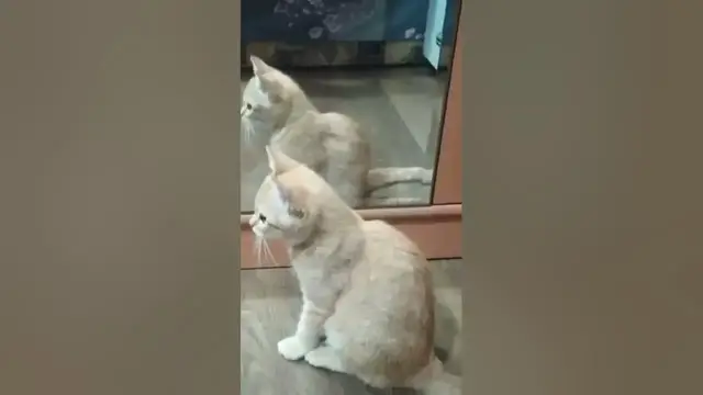 Video thumbnail for Cat vs mirror. Funny cat reaction with mirror. #cat #catvsmirror #kitty
