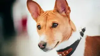Video thumbnail for 23 Pros and Cons of Owning a Basenji