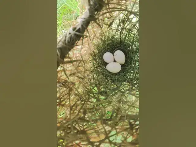 Video thumbnail for Golden Bird in Nest Life #Female #Golden #Feed #Baby #Nest #Start #Results