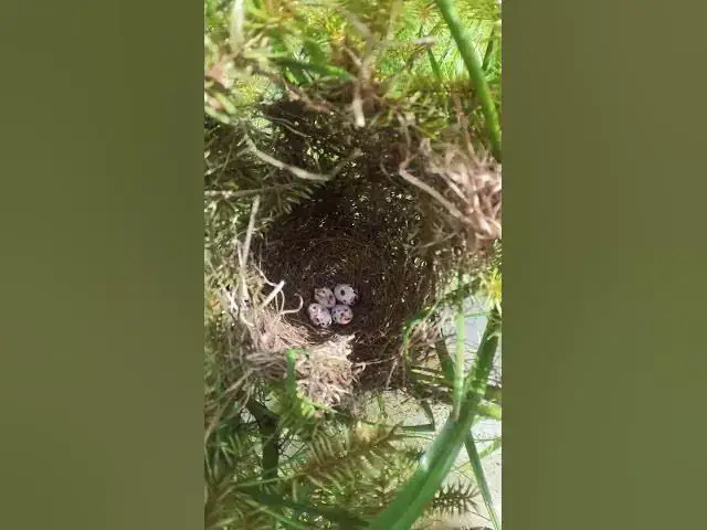 Video thumbnail for Top Egg of Grown Bird #Female #Golden #Feed #Baby #Nest #Start #Results