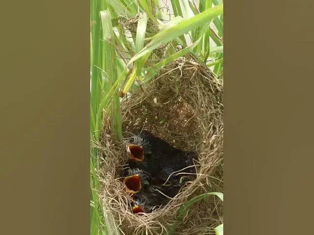 Video thumbnail for Baby wiating feed or eat in nest EP#016#birdslover #birdwatch #wildlife #birdwatching #nature #birds