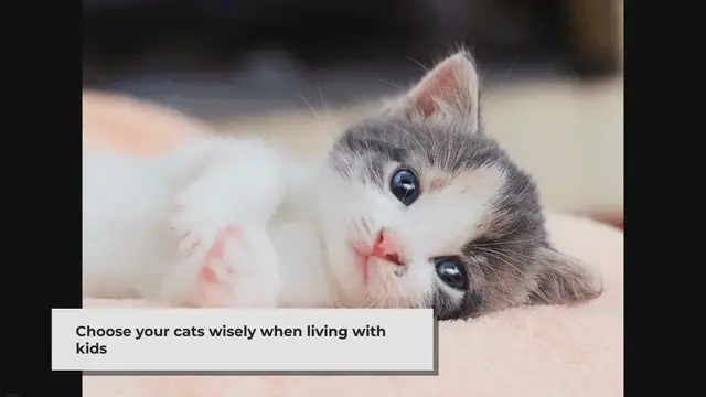 Video thumbnail for Top 15 Adorable Family Cats You Can Adopt