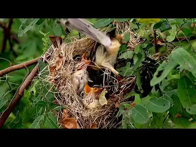 'Video thumbnail for On nest wild forest small babie bird | Bird to wait catch eat'