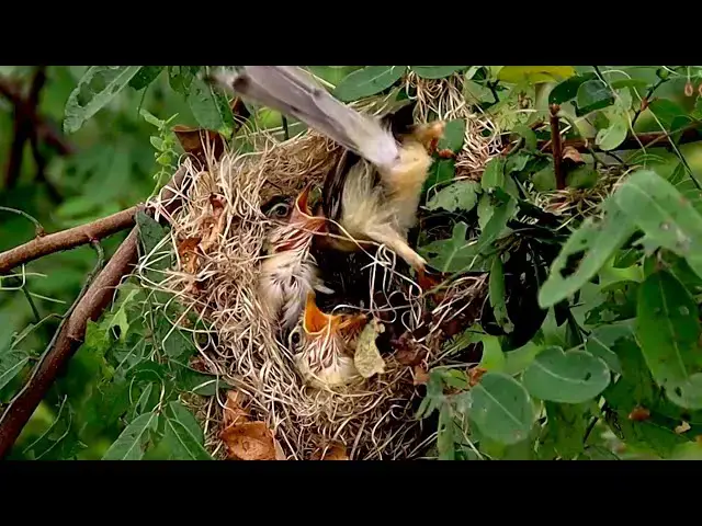'Video thumbnail for On nest wild forest small babie bird | Bird to wait catch eat'
