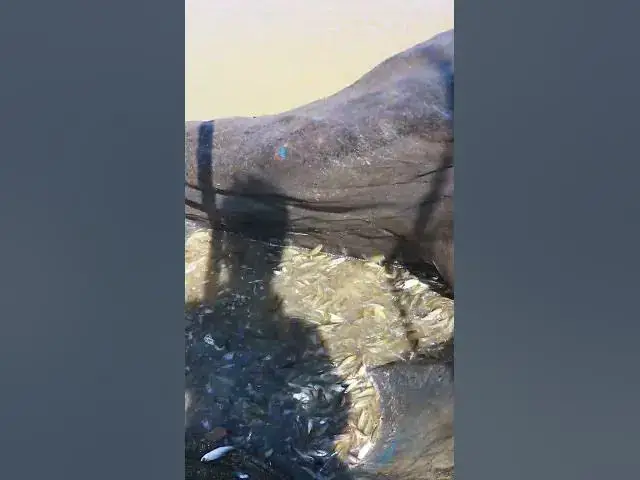 Video thumbnail for Way Catch Fish A Lot 2 #waycatchfish #fishcatch #alotfish #viralfish #fishlake