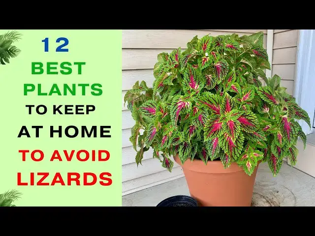 'Video thumbnail for 12 Best Plants to Keep at Home to Avoid Lizards | How To Get Rid of Lizards at Home?'