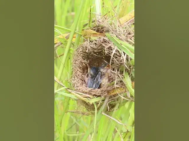Video thumbnail for The Grown Babies Wild Bird in nest AP#006  #Nesting #BirdBehavior #BirdWatching #NatureLovers #Wildl
