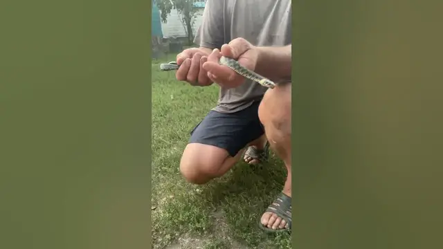 Video thumbnail for They are commonly called grass snakes and water snakes🤔🤨😉#shorts