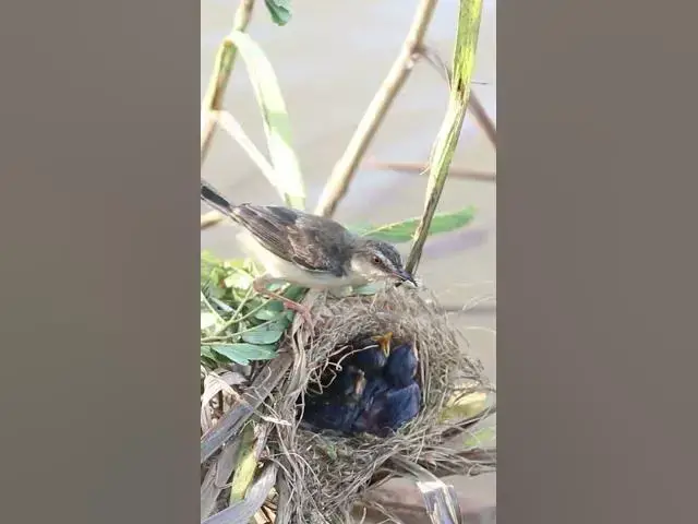 Video thumbnail for Mother Bgrown bitd feeding EP#082 #birdslover #birdwatch #wildlife #nature #birds #A