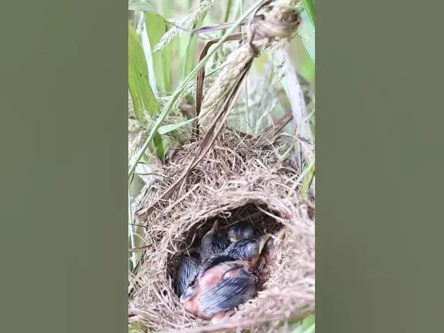 Video thumbnail for Grown Wild babies birds