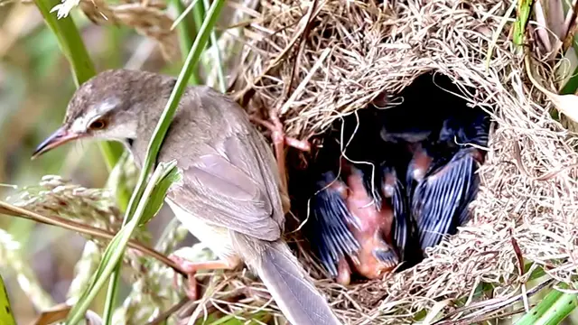 Video thumbnail for Mother bird feed 200 IQ