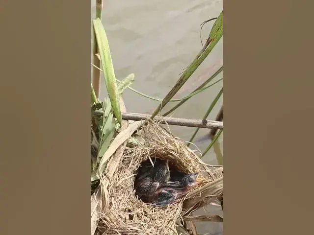 Video thumbnail for All Widl Bird Cries #Nesting #BirdBehavior #BirdWatch #NatureLovers #Wildlife #Birds  #birdwatching