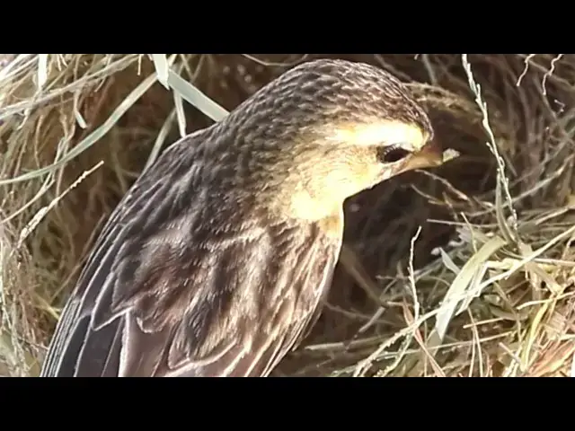 Video thumbnail for "Bay's Golden Bird: A Fascinating Look into its Nesting Habits  @ViralBirdNest