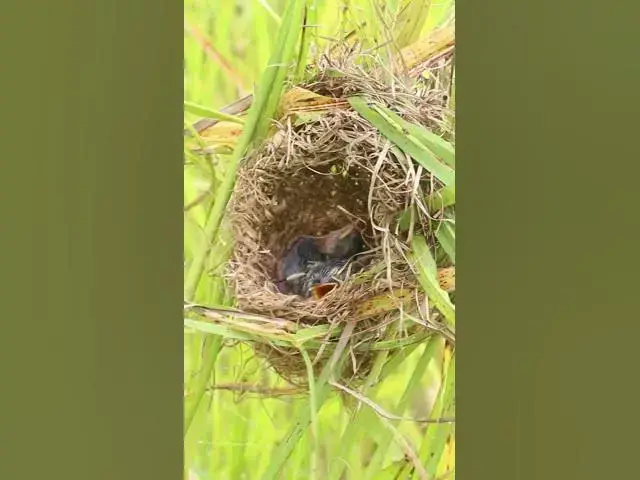 Video thumbnail for All Widl Bird Cries Eat Vira#006 #Nesting #BirdBehavior #BirdWatch #NatureLovers #Wildlife #Birds  #