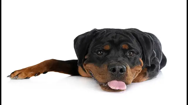 Video thumbnail for 5 Basic Rottweiler Dog Training Commands