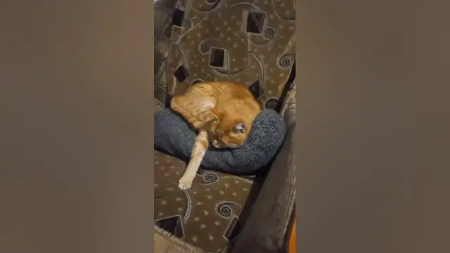 Video thumbnail for Is it OK to wake up a sleeping cat?