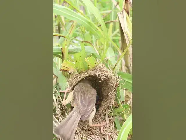 Video thumbnail for Golden Bird Mother Feed #Female #Golden #Feed #Baby #Nest #Start #Results