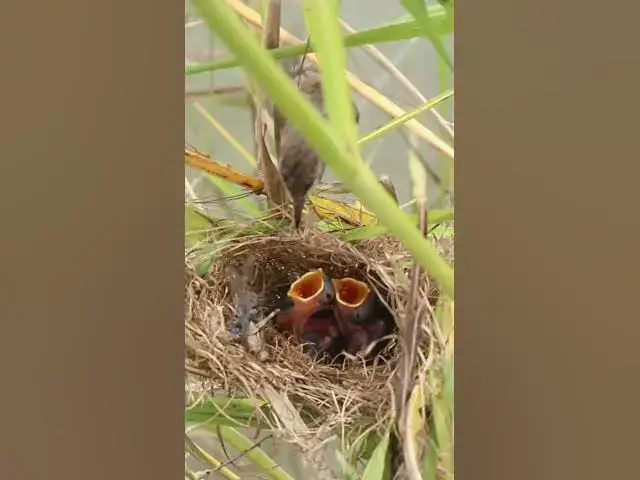 Video thumbnail for Baby wiating feed or eat in nest EP#021 #birdslover #birdwatch #wildlife #birdwatching #nature #bird
