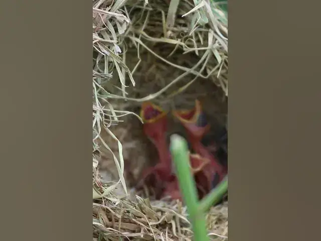 Video thumbnail for Female Golden Bird #Female #Golden #Feed #Baby #Nest #Start #Results