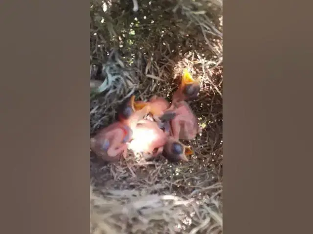 Video thumbnail for Bay Bird Wait Feed EP#038 #birdslover #birdwatch #wildlife #birdwatching #nature #birds  #bulbulnest