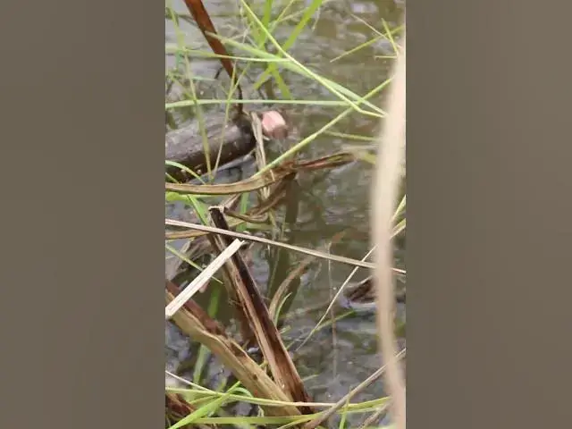 Video thumbnail for Baby Bird wiating feed in nest EP#033 #birdslover #birdwatch #wildlife #birdwatching #nature #birds