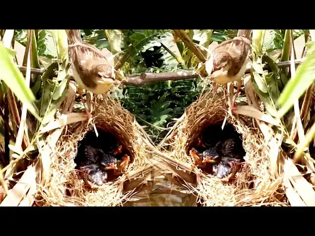 Video thumbnail for Babies Cries Feed Eat in Nest & After Mother Bird Catch Food  [ @ViralBirdNest