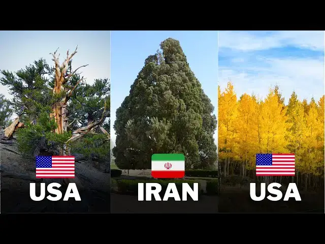 Video thumbnail for Unveiling the Methuselah Tree: The World's Oldest Living Tree