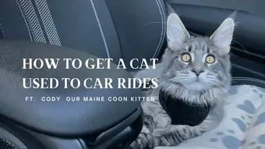 'Video thumbnail for How To Get a Cat Used To Car Rides'