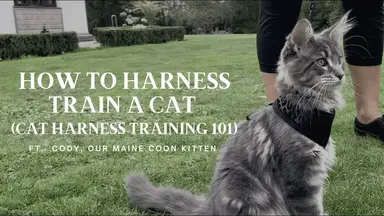 'Video thumbnail for How To Harness Train a Cat (Cat Harness Training 101)'