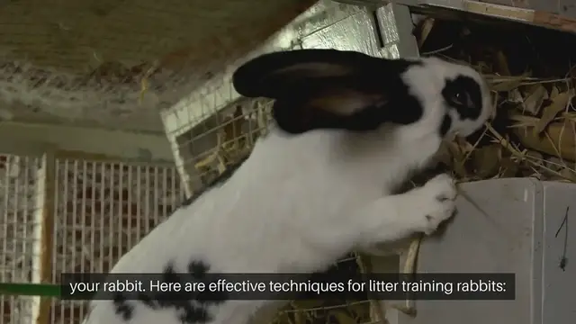 Video thumbnail for Rabbit Litter Training Techniques