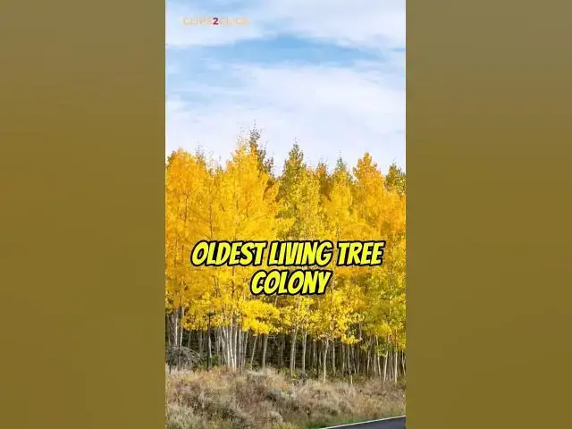 Video thumbnail for The World's Largest Tree: Pando's Shocking Size Will Amaze You!