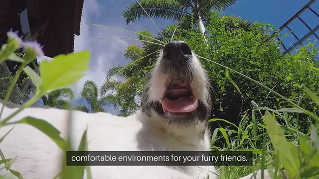 Video thumbnail for DIY Pet Projects for Home