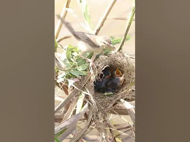 Video thumbnail for Mother Bgrown bitd feeding EP#085 #birdslover #birdwatch #wildlife #nature #birds #A