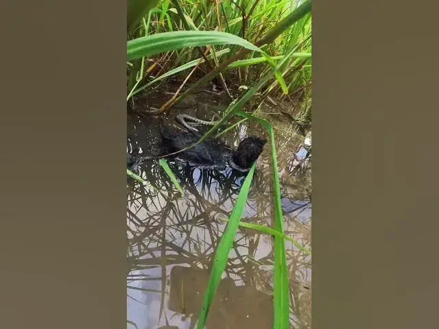 Video thumbnail for Baby Small Duck  #birdslover #birdnestandbaby #birdnest #birdsounds #nestfornewbie #nest #birdshelte