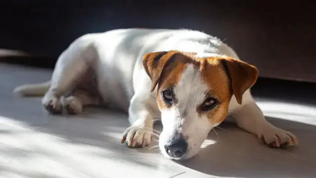 Video thumbnail for Can You Trust a Jack Russell Terrier?