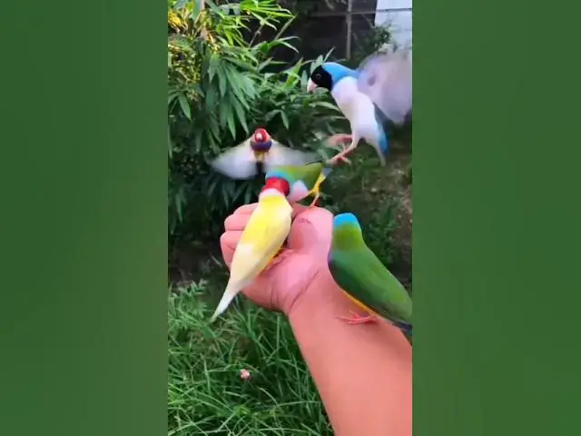 Video thumbnail for viral bird #viral