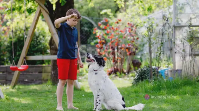 Video thumbnail for  Adrian's Journey_ From Chef to Canine