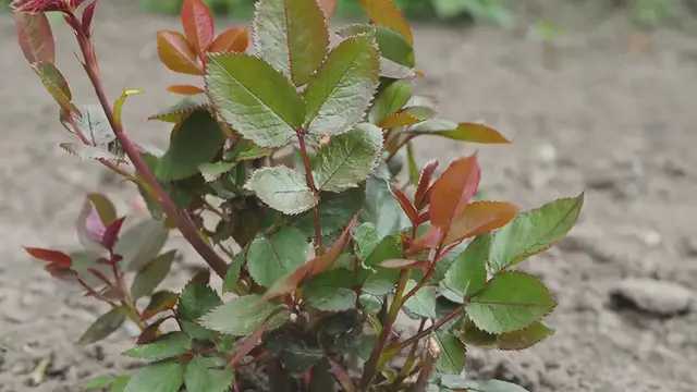 Video thumbnail for Shrub Rose: The Not-So-Divine Diva of Your Garden