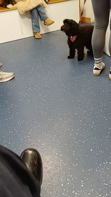 Video thumbnail for Dog