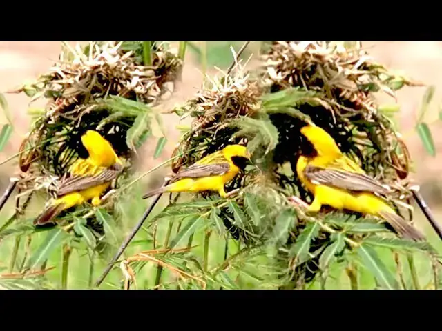 'Video thumbnail for In nest wild golden mother bird, bird made nest with grass'