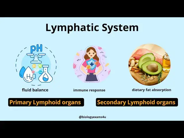 'Video thumbnail for Difference between Primary and Secondary Lymphoid Organs || Immunology'